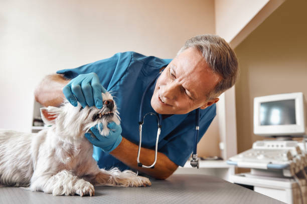 Best 24-Hour Emergency Dental Care in Berryville, AR